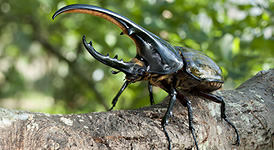 Gunma Insektenwelt