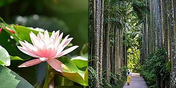 Parco Churayashi Okinawa - Giardini botanici del sud-est